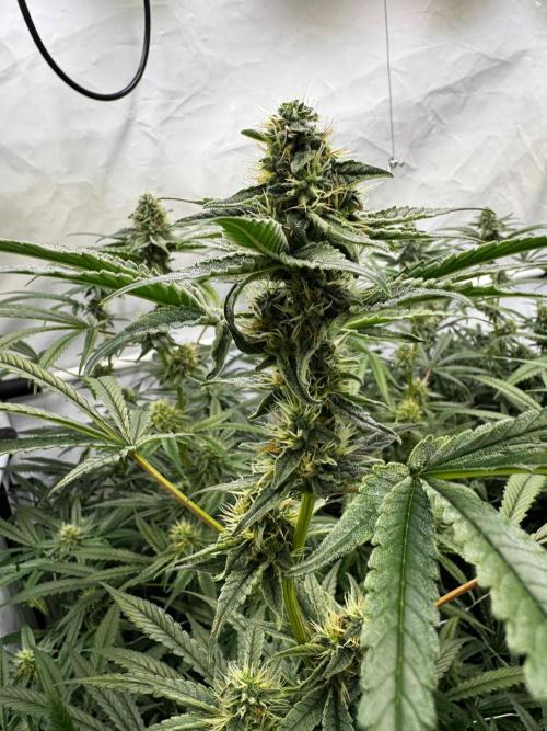 Alaskan Ice. Week 16 - FD35