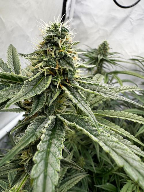 Alaskan Ice. Week 16 - FD35