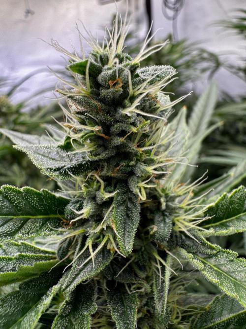 Alaskan Ice. Week 16 - FD35