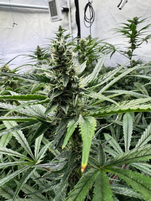 Alaskan Ice. Week 16 - FD35