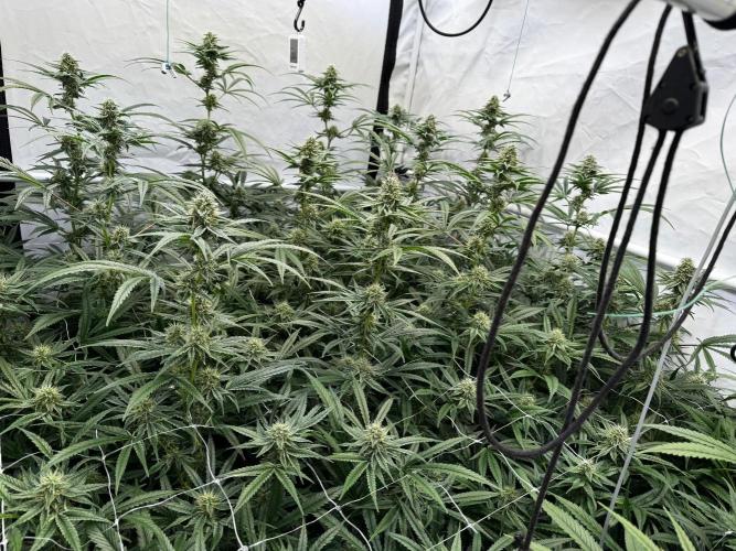 Alaskan Ice. Week 16 - FD35