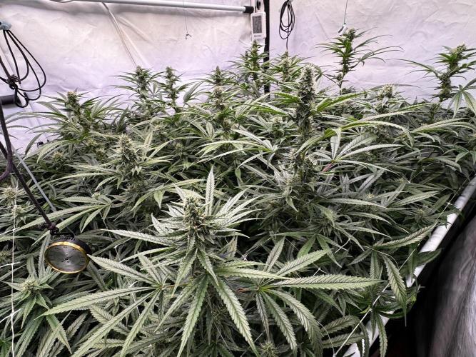 Alaskan Ice. Week 16 - FD35