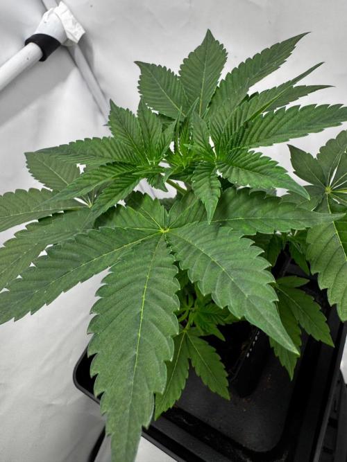 Black Orchard. Week 2