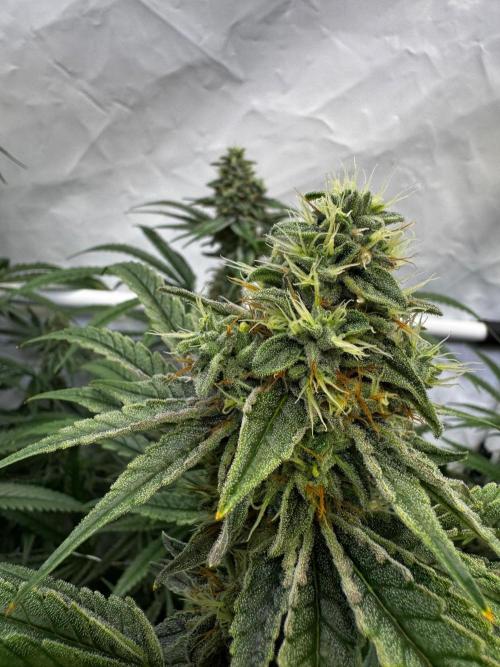 Alaskan Ice. Week 17 - FD42