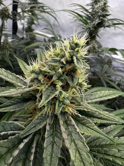 Alaskan Ice. Week 17 - FD42