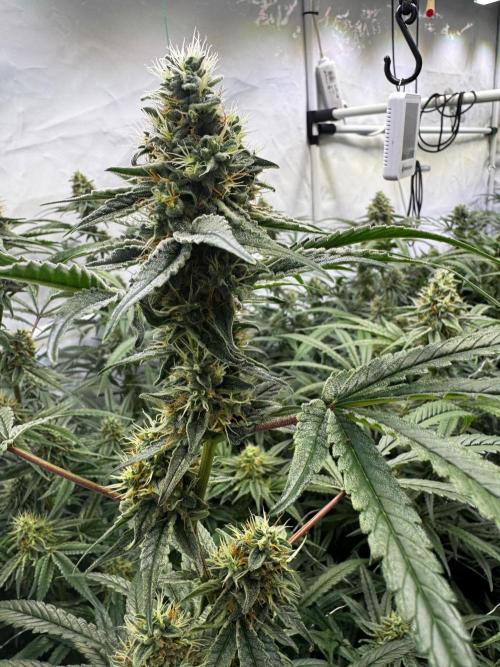 Alaskan Ice. Week 17 - FD42