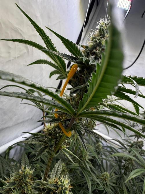 Alaskan Ice. Week 17 - FD42
