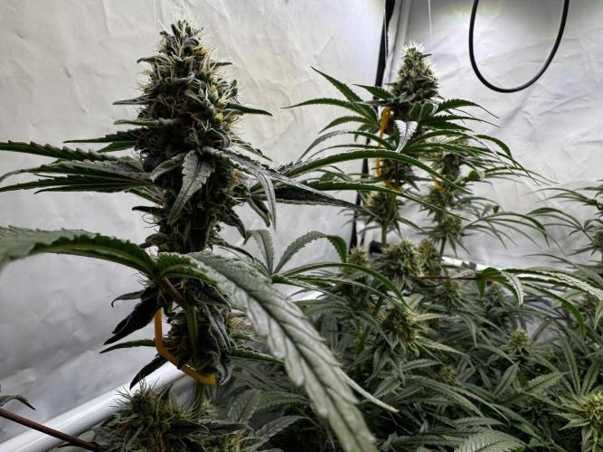 Alaskan Ice. Week 17 - FD42