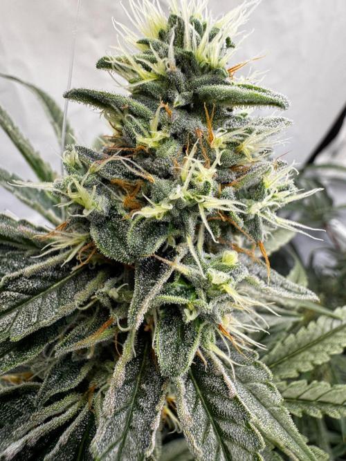 Alaskan Ice. Week 17 - FD42