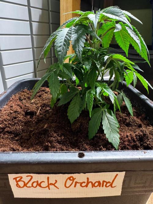 Black Orchard. Week 3 - 14l pot