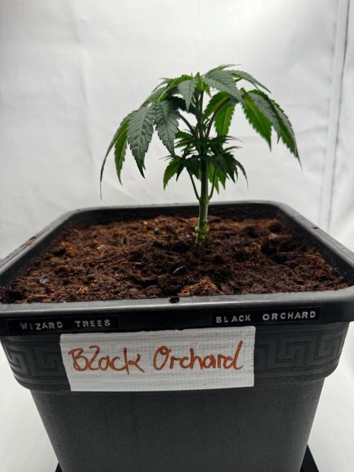 Black Orchard. Week 3 - 14l pot
