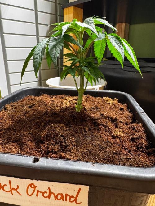 Black Orchard. Week 3 - 14l pot
