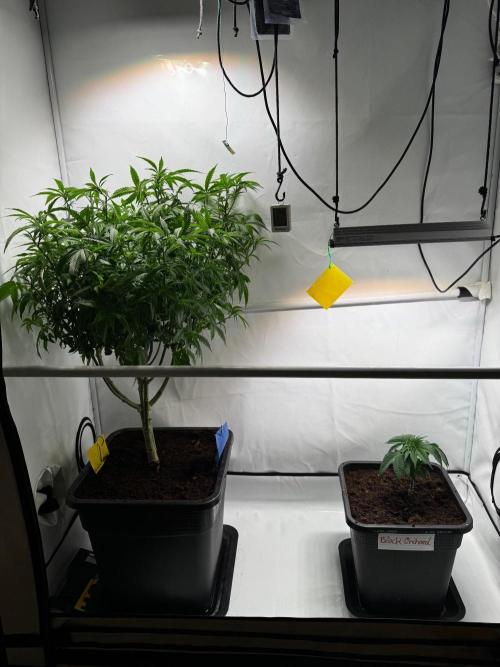 Black Orchard. Week 3 - Two different mother plants