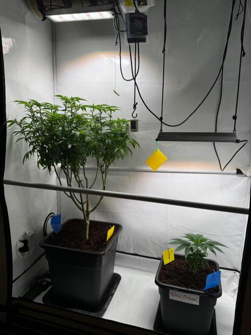 Black Orchard. Week 3