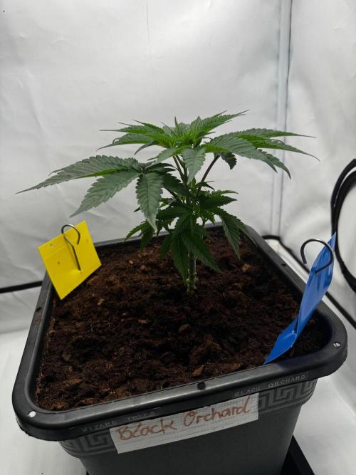 Black Orchard. Week 3