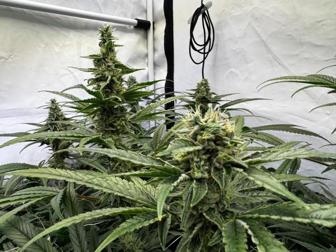 Alaskan Ice. Week 18