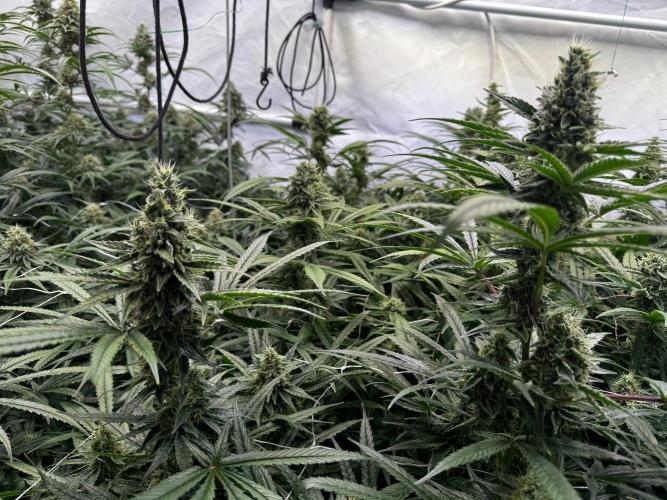 Alaskan Ice. Week 18