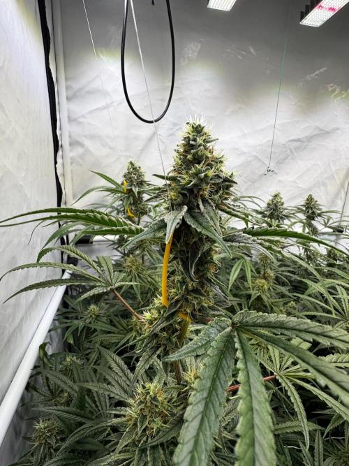 Alaskan Ice. Week 18