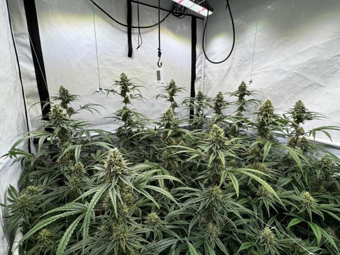 Alaskan Ice. Week 18