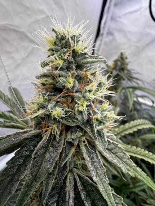 Alaskan Ice. Week 18