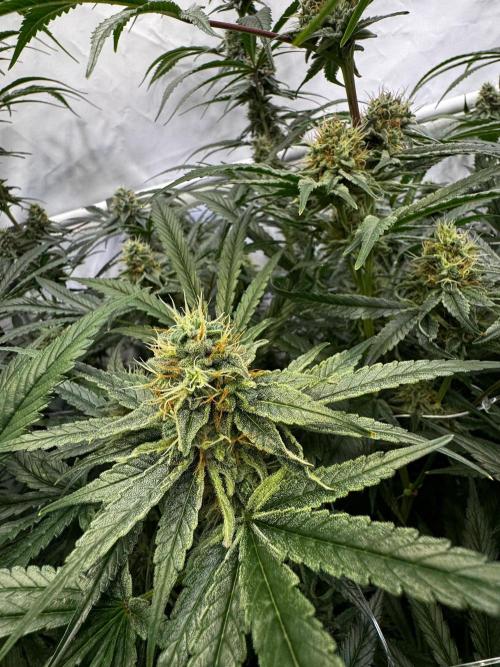 Alaskan Ice. Week 18