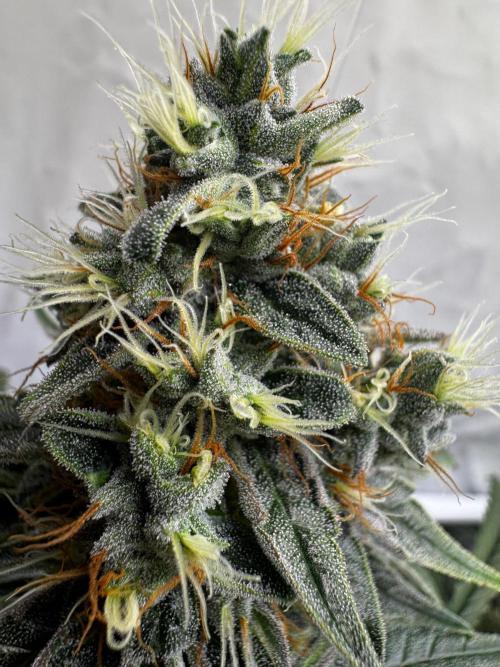 Alaskan Ice. Week 18
