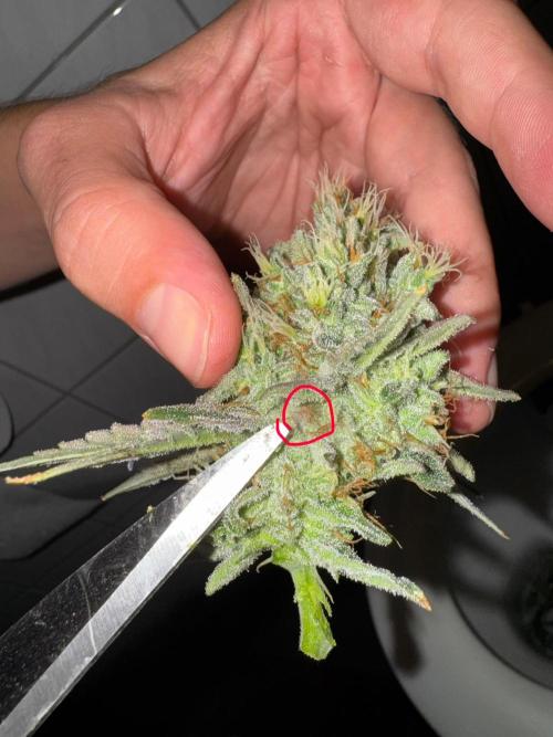 Alaskan Ice. Week 18 - Budrot
