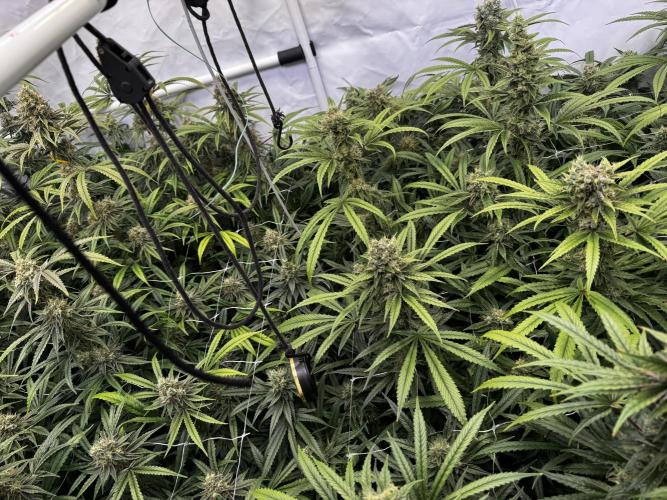 Alaskan Ice. Week 19 - FD 56