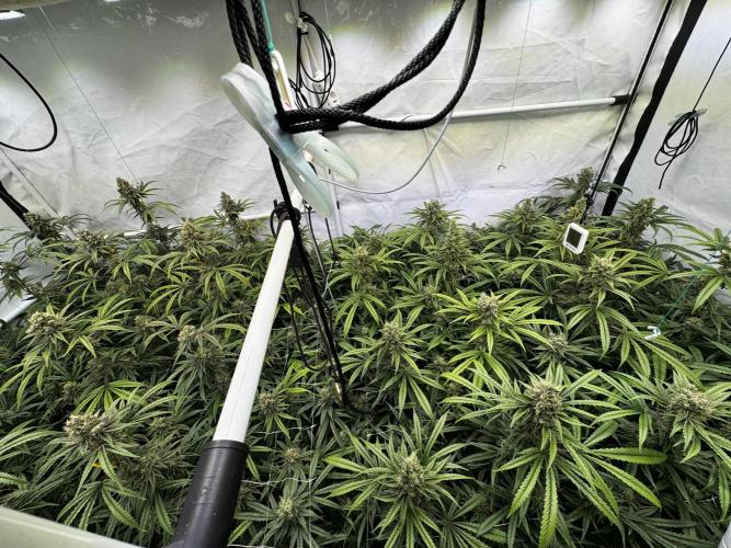Alaskan Ice. Week 19 - FD 56