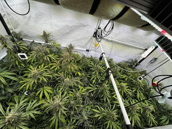 Alaskan Ice. Week 19 - FD 56