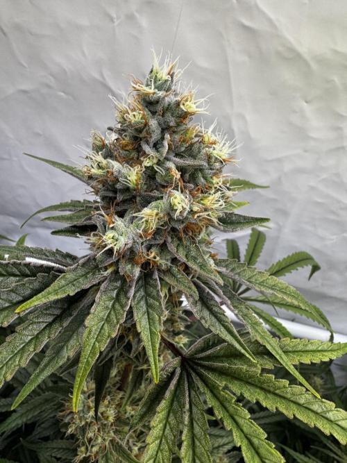 Alaskan Ice. Week 19 - FD 56
