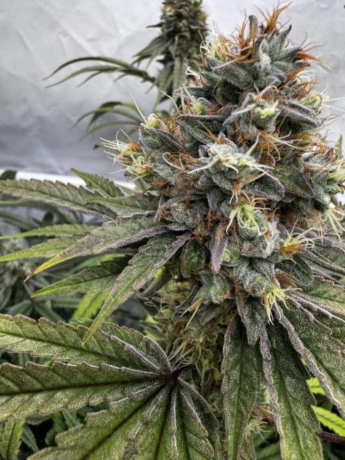 Alaskan Ice. Week 19 - FD 56