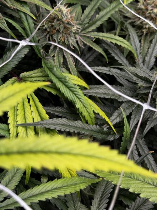 Alaskan Ice. Week 19