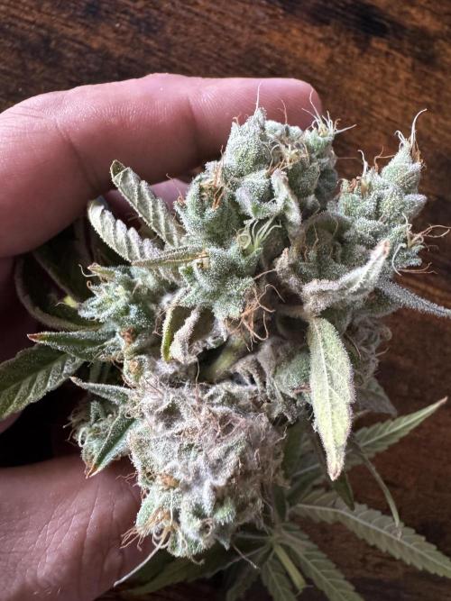 Alaskan Ice. Week 20 - Budrot