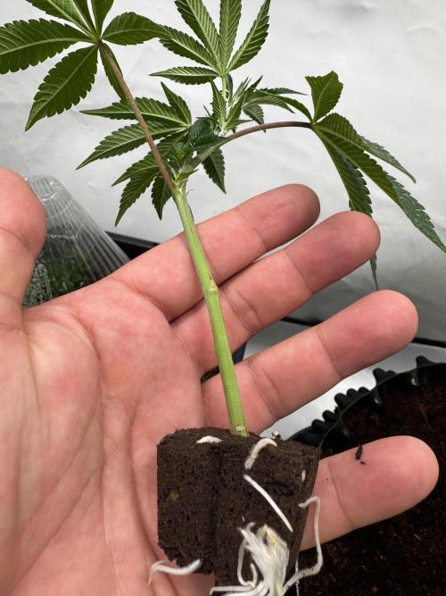 Black Orchard. Week 4