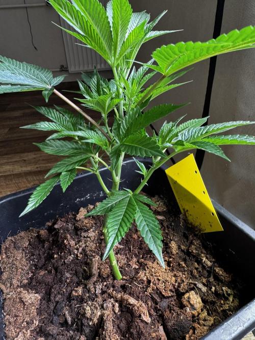 Black Orchard. Week 5 - FD 1 