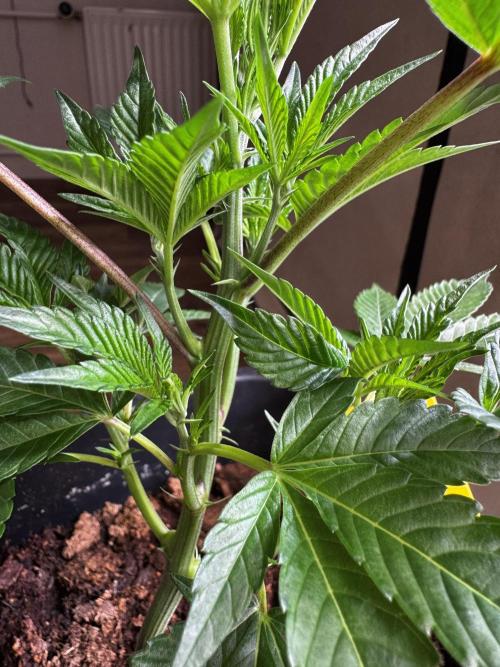 Black Orchard. Week 5 - FD 1