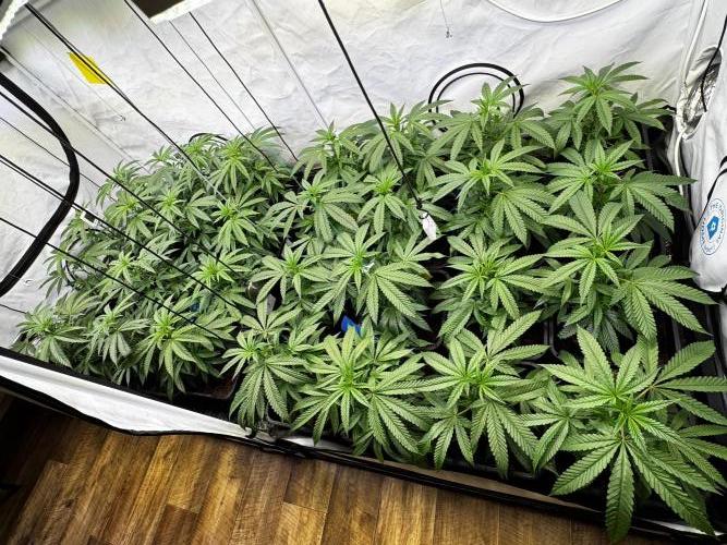 Alaskan Ice. Week 11 - VD12