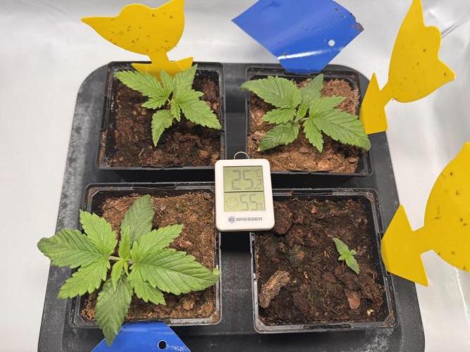 Alaskan Ice. Week 1