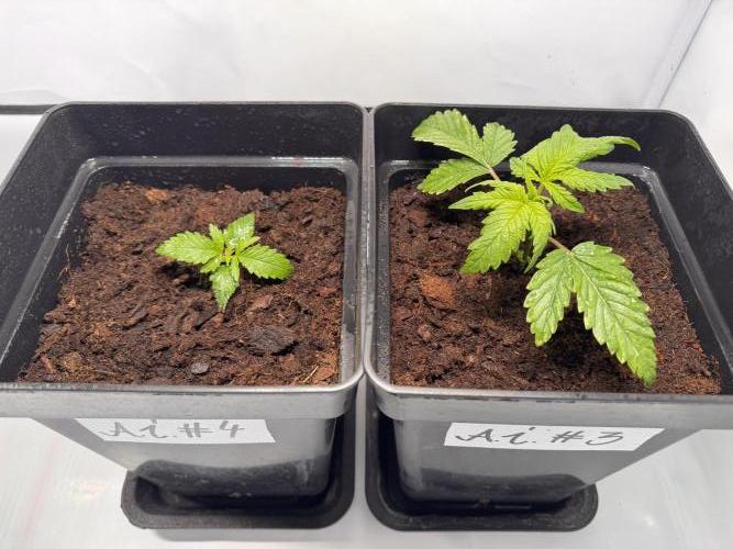 Alaskan Ice. Week 2