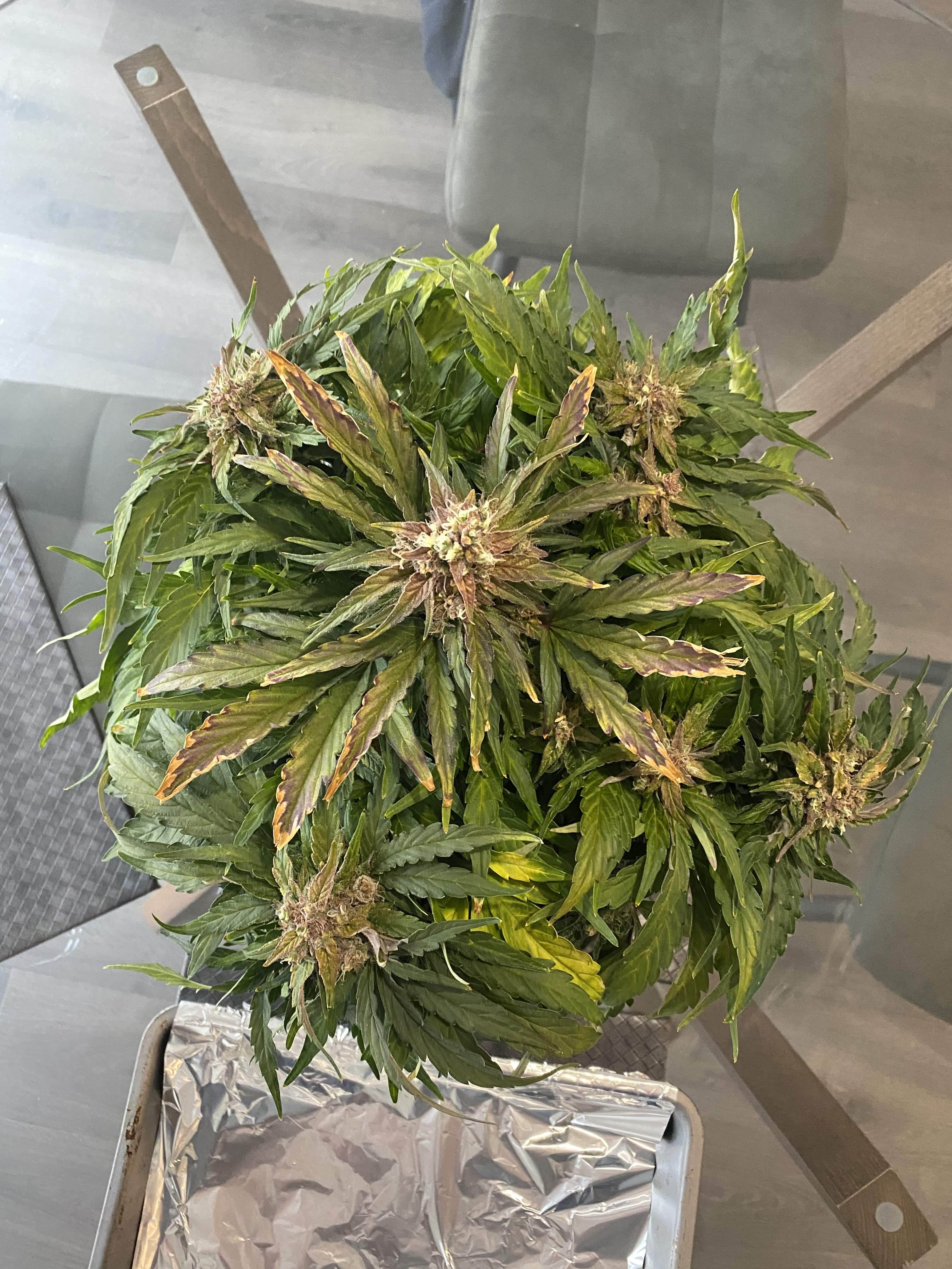 Royal Queen Seeds Fast Eddy Automatic CBD grow diary (journal) harvest10 by Ronzo9 GrowDiaries