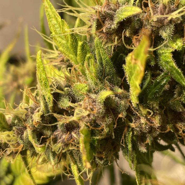 1st attempt in a minute . Week 1