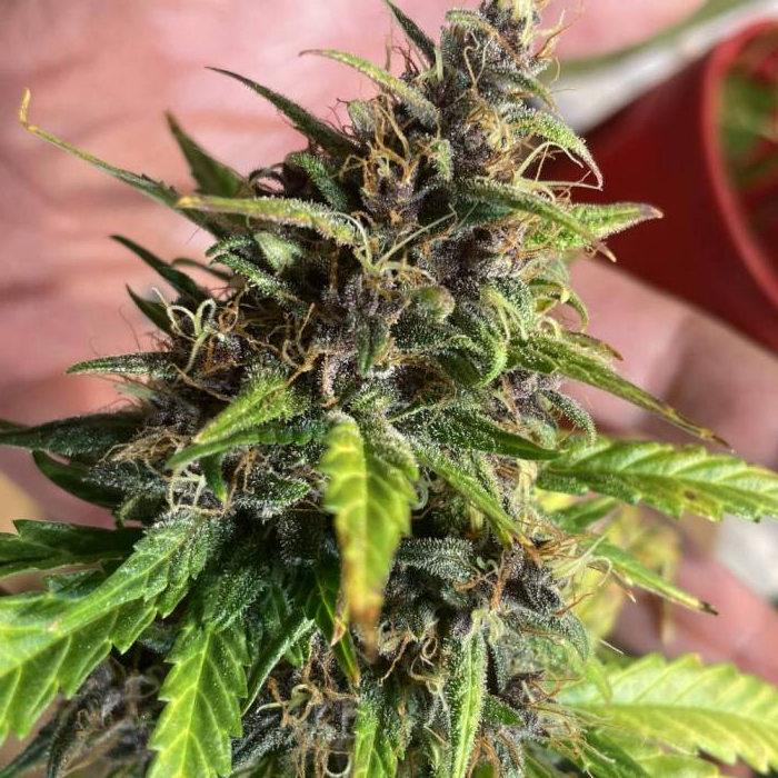 1st attempt in a minute . Week 6 - Things are plugging along.. she’s ugly as sin, shockingly frosty still.