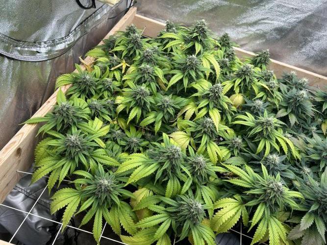 OSS - Do-Si-Dos OG. Week 21