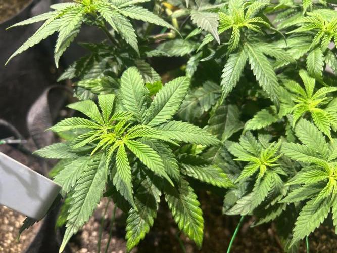 BF - RS11 x Banana OG. Week 12