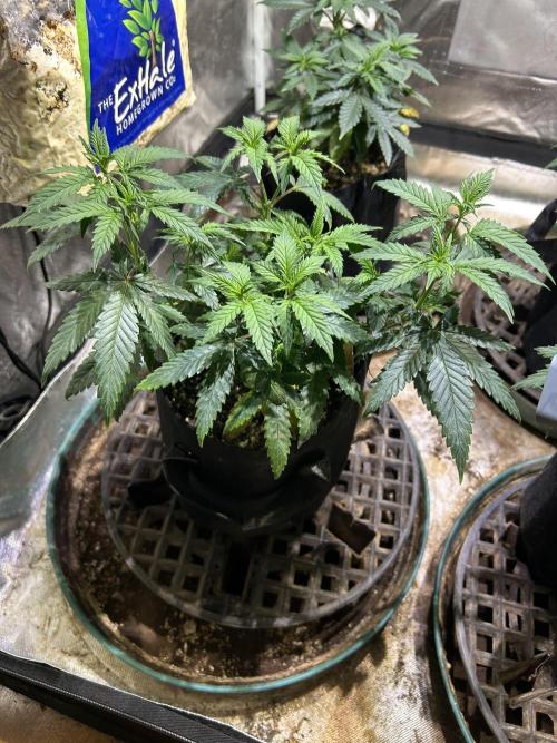 OSS - Do-Si-Dos OG. Week 9 - 11/1/25