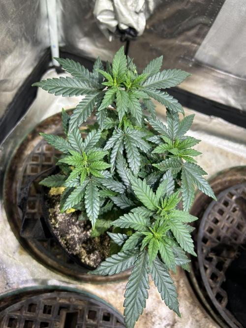 OSS - Sherbet Moonrocks. Week 9