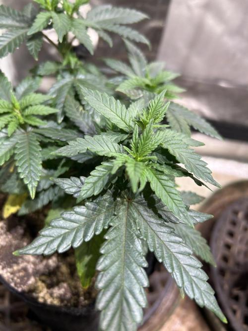 OSS - Sherbet Moonrocks. Week 9