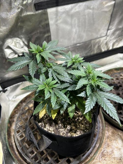 OSS - Sherbet Moonrocks. Week 9 - 11/1/25