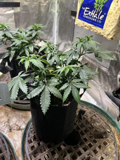 Kannabia - Pink Gelato. Week 9